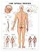 The Spinal Nerves Anatomical Chart