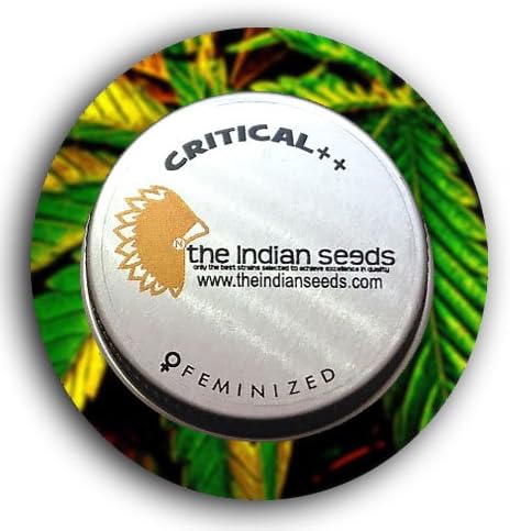 Critical Female seeds pack 3