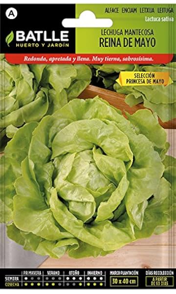 5000 c.ca semillas de lechuga maravilla de verano canasta ...