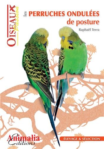 Les  perruches ondulées de posture