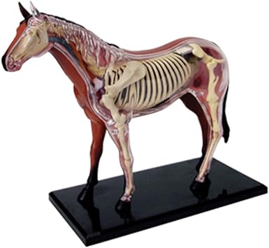 caballos de juguete amazon