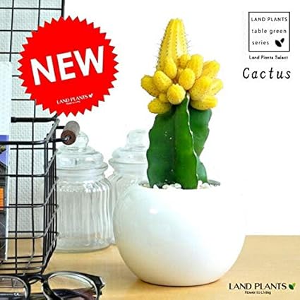 Amazon Land Plants サボテン ヤマブキ 白色丸形陶器鉢に植えた 山吹 ヤマブキ Land Plants 観葉植物