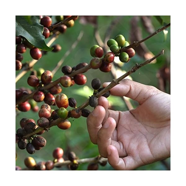 FAVOR Megabeutel 100 Kaffeepads Naturmild 6x 700g (4200g) - Mischung naturmilder Kaffeesorten! – Bild 7