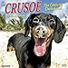Crusoe the Celebrity Dachshund 2020 Wall Calendar Calendar by 