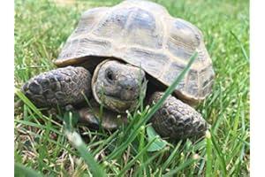 ZELLAJAKE FARM AND GARDEN Grazing Tortoise Seed Mix - Plant for Leopard & Grazer Torts (900 Seeds, 2g) B282