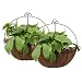 Tosnail 2 Pack Metal Wall Hanging Planter Basket with Coco Liner - Great for Indoor or Outdoor Plants