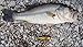 Fishing Lures Hard Bait Minnow Swimbait Crankbait Jerkbait Popper Topwater Lures with Treble Hooks 3D Eyes Freshwater Saltwater Fishing Lures for Bass Trout Walleye Pike Catfish 3.9in 0.35oz 10pcs