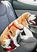 2PET Dog Seatbelt Strap Adjustable Dog Seat Belt for All for All Dog Breeds & Sizes – Universal Dog Seat Belts Fit Seatbelt Latches of All Car Makes – 21” to 32” Dog Seatbelt - 2 Pack Blue-Black