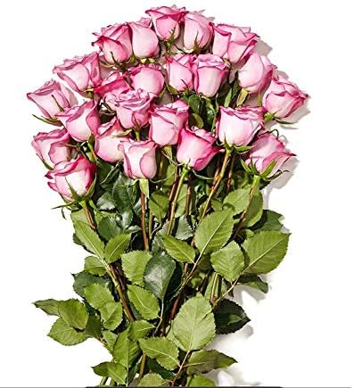 底値生活 In アメリカ 24本の薔薇 24 Stem Roses