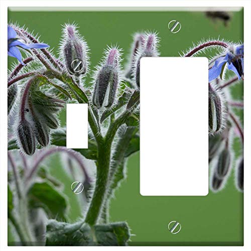 1-Toggle 1-Rocker/GFCI Combination Wall Plate Cover - Borage Borago Officinalis Plant Flower Edible