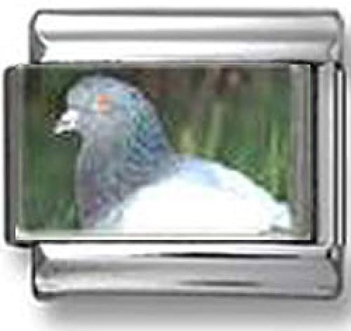 Pigeon Dove photo Italian charm