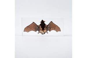 BETENSH Bat Specimen, Real High Quality Resin Bat Specimen for Science Classroom Science Education, Biology, Collections, Animal Study Enthusiasts, Quirky Animal Skulls (Bat 5.6x2.6x0.8 Inch)