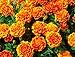 French Marigold Sparky Mix Seeds, Over 5,000 Seeds by Seeds2Go primary