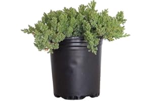 PLANTS BY MAIL Procumbens Nana Juniper (2.5 Quart) Low-Growing Evergreen Groundcover Shrub - Bonsai Tree Live/Desk Plants Live Houseplants - Zen Garden Ecosphere