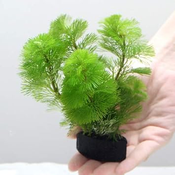 Amazon 水草 メダカ 金魚藻 カボンバ ｗｉｔｈ 植えるカム １個 北海道航空便要保温 Charm チャーム 生体水草 通販