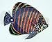 XL Handpainted Tropical Fish Replica Wall Plaque - Purple, 7