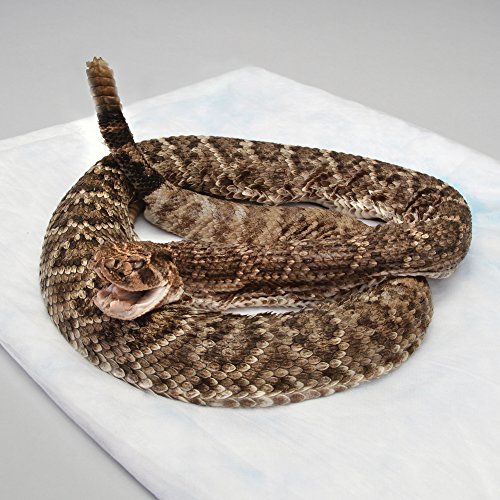 Carolina's Perfect Solution® Rattlesnake