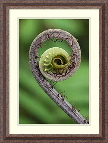 Framed Wall Art Print Young Rolled-up Fern Fiddlehead, Braulio Carrillo National Park, Costa Rica by Thomas Marent 18.25 x 24.25 - Thumbnail 6