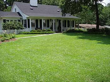 The 5 Best Centipede Grass Seed of 2026