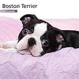 Boston Terrier  12 Month 2016 Mini Calendar