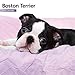 Boston Terrier  12 Month 2016 Mini Calendar