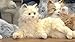Joy For All Companion Pets - Lifelike & Realistic - for Older Adults, Alzheimer's Disease, Dementia & Memory Loss, White Cat