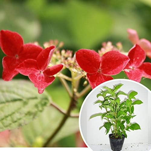 5本セット アジサイ クレナイ 樹高0 3m前後 15cmポット 紅 紫陽花 あじさい くれない 苗木 植木 苗 庭木 生け垣 5本 5 B0148fxbee 2 693円 人気海外一番 100 品質保証 全品送料無料 即日出荷 Sale開催中