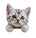 Purina Tidy Cats 24/7 Performance Non-Clumping Cat Litter, 20 Pound Bag