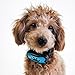 ZenDoggo Anti Bark Collar - NO Shock, Safe - Small to Large Dogs & Puppies - Vibration & Sonic Sound - Humane Electronic Training Device to Stop Barking - 7 Automatic Sensitive Adjustable Levels