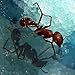 Double Order of Live Ants -- 2 Tube of Approximately 60 Ants -- Ant Farm Refill Kit, Will live in Gel or Sand Habitat, Great for Educational Classroom or Science Projects, Kids Love Ant Farms.