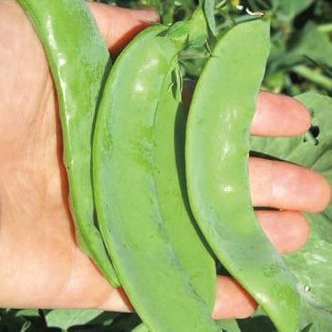 Amazon 多収穫秋植え野菜 大莢厚えんどう豆3号ポット6株セット ジャンボ莢えんどう Diy 工具 ガーデン