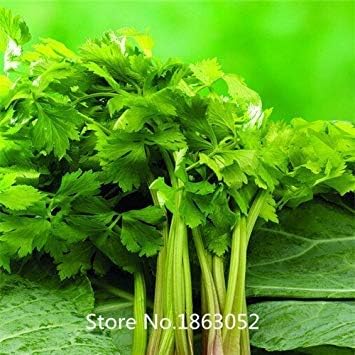 Amazon 100個 バッグセロリ種子野菜 種子成長中庭スパイスセロリ種子花の種 果物