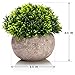 Artificial Boxwood & Grass Plants - Gorgeous Fake Plants in Pots for Home Decor - Indoor Faux Plants Bring Your Living and Workspace to Life Without Any of The Maintenance -3 Plants Per Unit