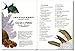 fishcardscom Waterproof Pocket Guide Book ~ Coral & Fishes ~ Florida, Bahamas & Caribbean