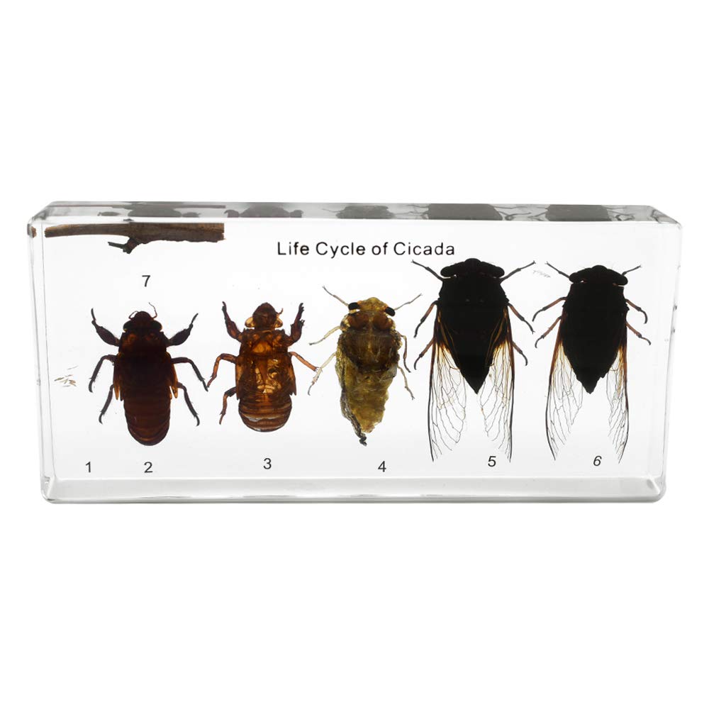 Lifecycle of a Cicada Development Paperweight Science Classroom
