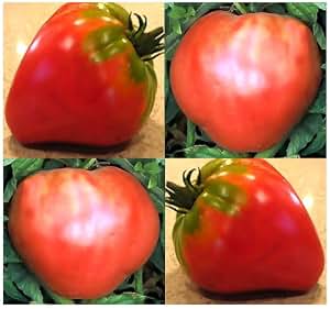 tomato seeds strawberry german heirloom tomatoes plants garden gardening strawberries texas amazon collect later seed collecting