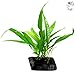 Luffy Coco Philippines Java Fern: Live Aquatic Plant with 10+ Leaves : Provides a Natural Environment for Your Fish: Easy Care: Hardy Plant with Longevity: Bring More Color to Your Aquascape