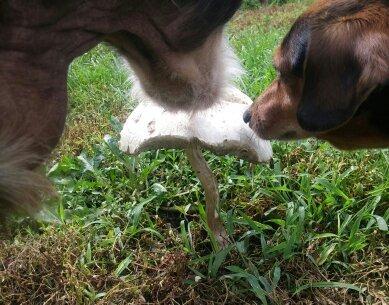 IAMS Proactive Health Minichunks Adult Dry Dog Food with Real Chicken, 30 lb. Bag photo review