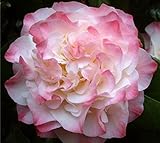 Nuccios Jewel Pink Camellia Japonica - Live Plant - Quart Pot