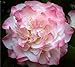 Nuccios Jewel Pink Camellia Japonica - Live Plant - Quart Pot