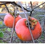 GIANT FUYU PERSIMMON JAPANESE FRUIT TREE1 FT FLOWERING FRUIT TREES PLANTS