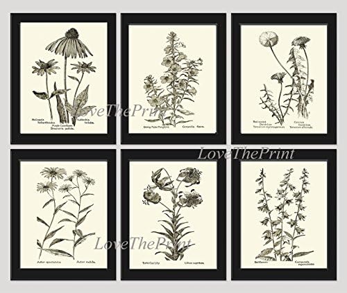 Botanical Print Set of 6 Prints Unframed Antique Coneflower Echinacea Foxglove Dandelion Aster Lily Bellflower Home Room Decor Wall Art MFS