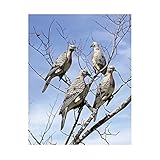 Lucky Duck 6 Pack Dove - 13816NFLQUJG