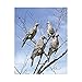Lucky Duck 6 Pack Dove - 13816NFLQUJG