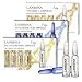 LANBENA Vitamin C Serum Hyaluronic Acid Serum Retinol 24K Gold Serum Ampoule for Face Skin Care - Anti Wrinkle, Anti Aging, Moisturizing (VC + HA + 24K Gold)