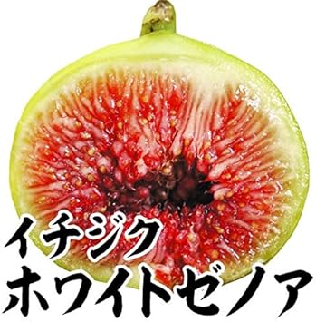 Amazon 国華園 果樹苗 イチジク ホワイトゼノア 1株 果物