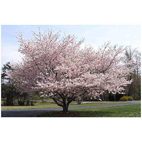 Weeping Yoshino Cherry Tree Shidare - Established Roots 2.5" Potted 3 plants by Growers Solution
