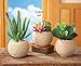 Potted Succulents Faux Artificial in Rope Vase 3 Piece Set, Green