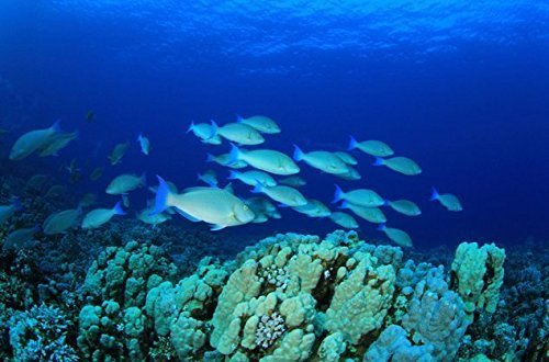 3 Dried+seafood+large+sized+abalone+Nanhai