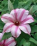 John Warren Clematis Vine - Huge 9